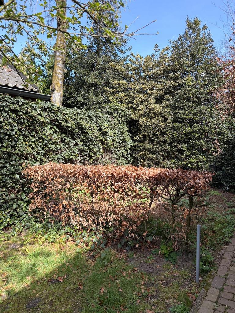 Beukenhaag - 3,2m lang, 1,2m hoog - Zelf uitgraven, Ophalen, Vaste plant, Overige soorten