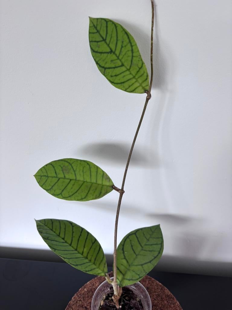 Hoya callistophylla Vena Tablong, Huis en Inrichting, Kamerplanten, Ophalen of Verzenden, Halfschaduw, Minder dan 100 cm