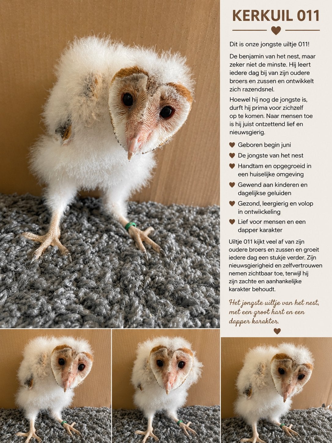 Jongste kerkuil 011, Geslacht onbekend, Roofvogel, Geringd