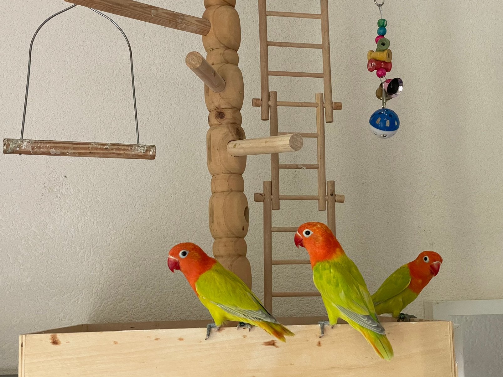Prachtige Lieve Agapornis Dwergpapegaai Lovebird Handtam, Meerdere dieren, Dwergpapegaai of Agapornis, Geringd