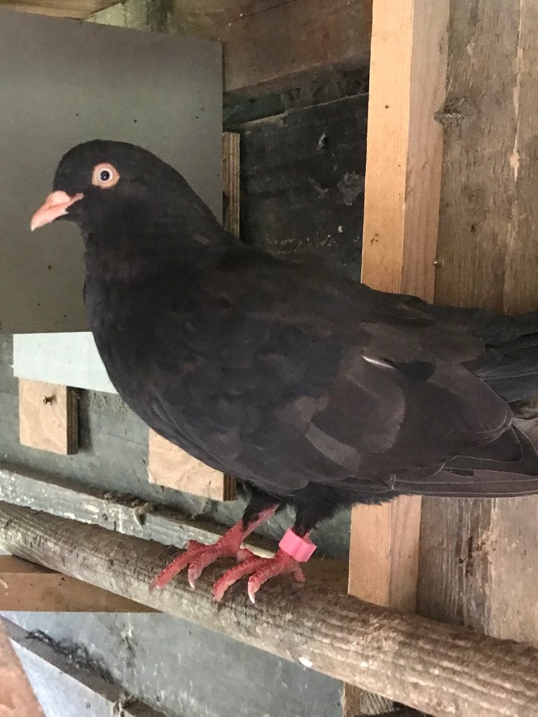 Doffer, oosterse roller tuimelaar, Mannelijk, Tuimelaar of Roller