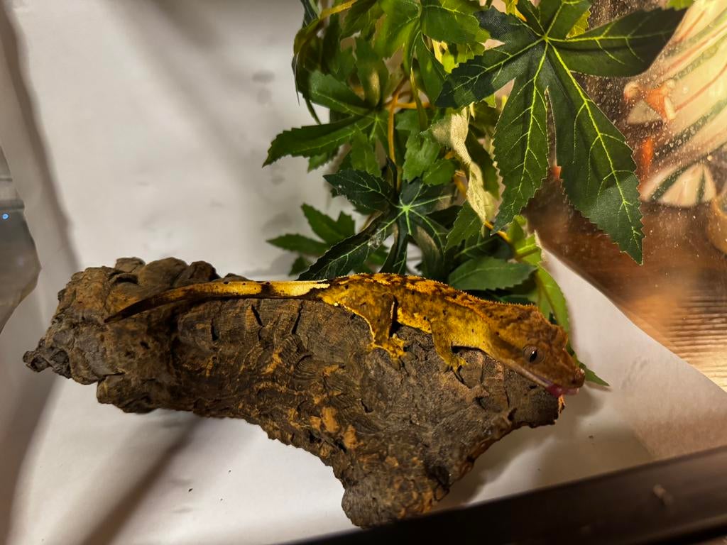 0.0.1 Wimpergekko (Tricolor Harlequin/Dalmation) Crested Gecko - female for sale from Aurora