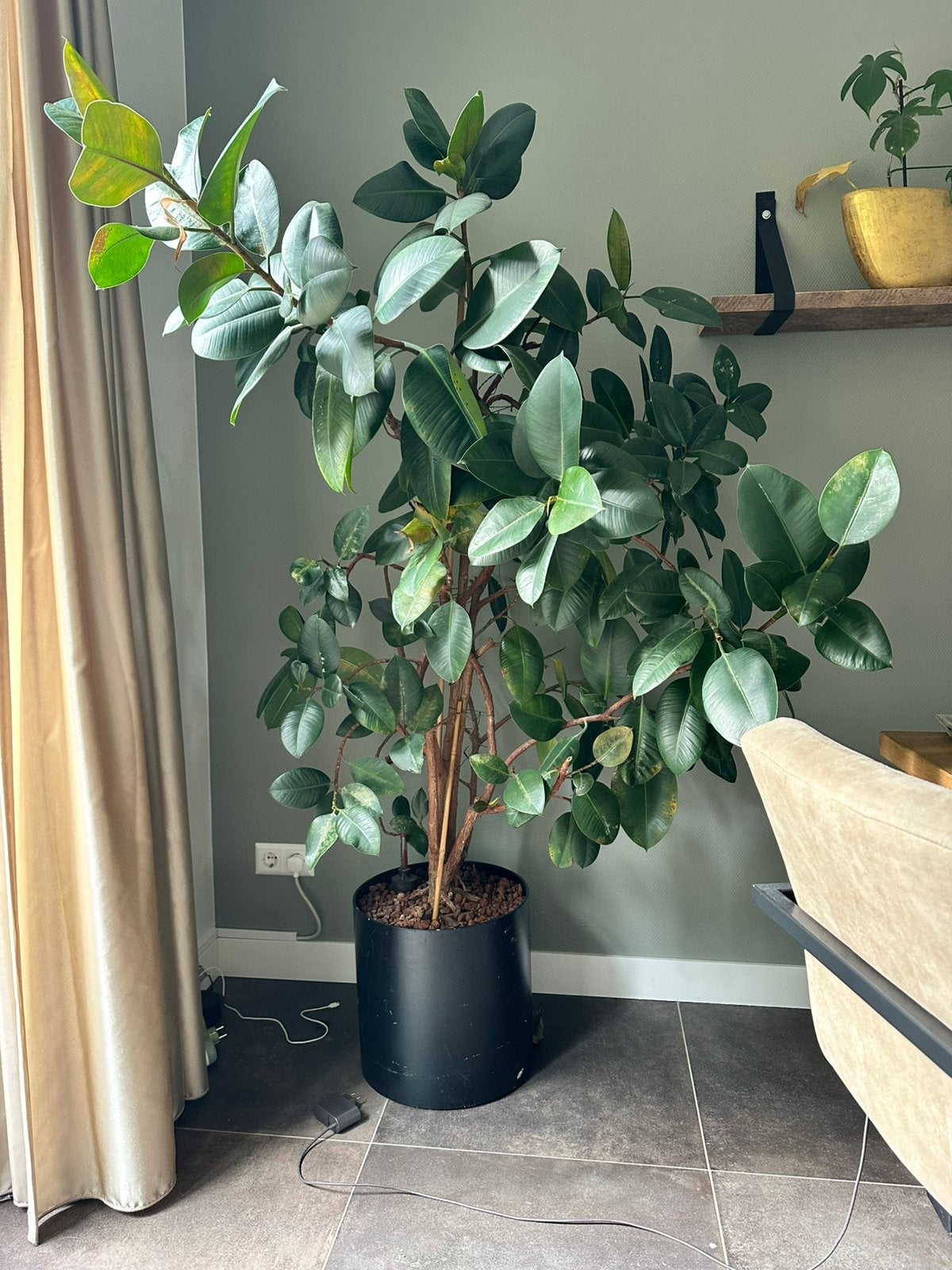 Ficus rubberplant groot incl zwarte pot 170cm, Ophalen, Ficus, Halfschaduw, 150 tot 200 cm