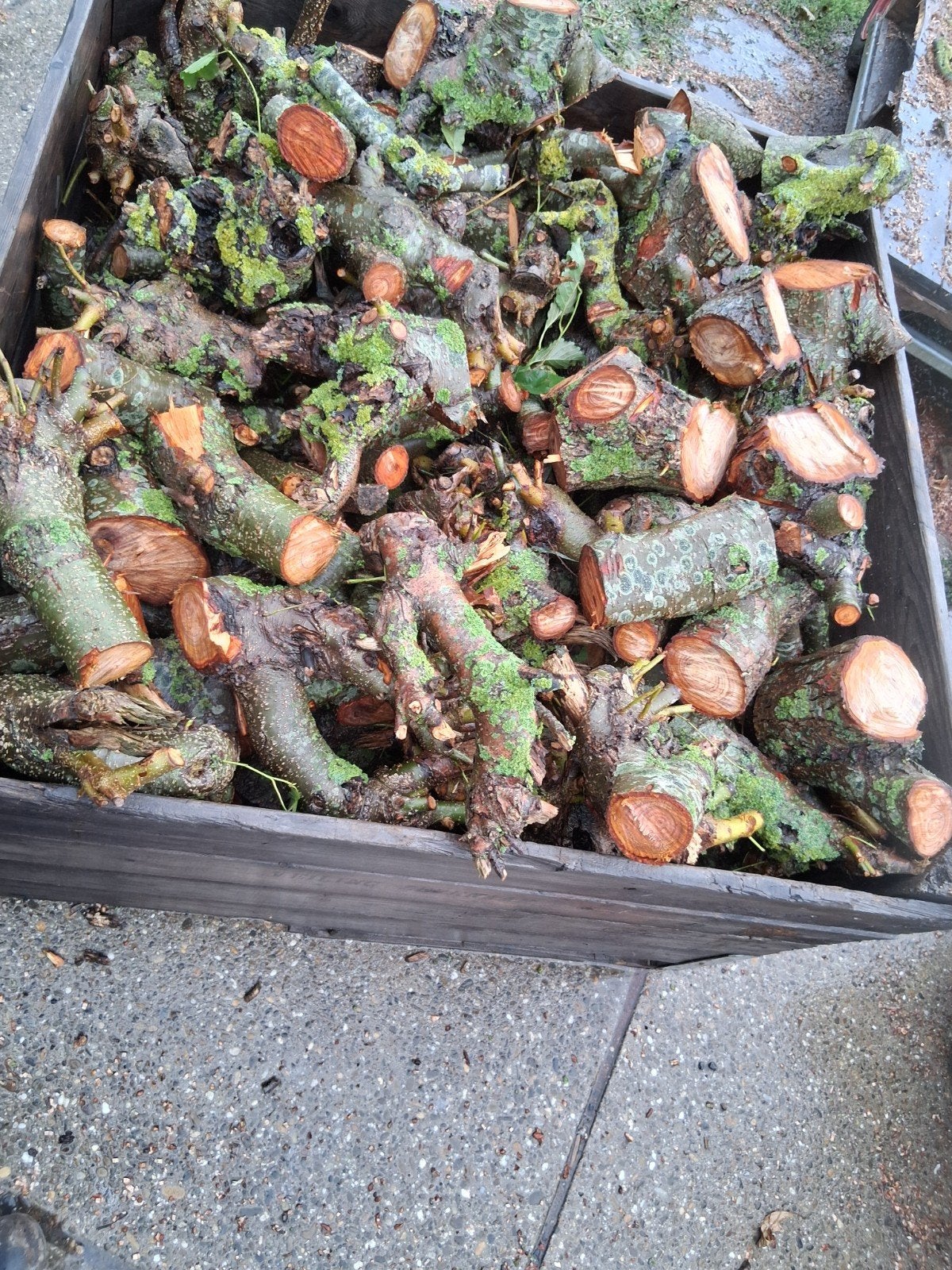 Haardhout Elzenhout - Blokken, Tuin en Terras, Haardhout, Minder dan 3 m³, Ophalen, Elzenhout, Blokken
