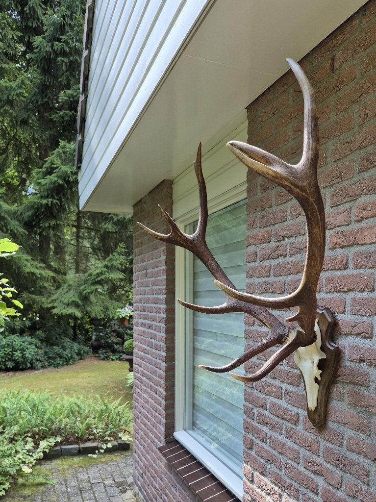 Groot echt edelhert gewei op kunstschedel jacht Veluwe k3, Verzamelen, Ophalen, Gebruikt, Hert, Gewei of Kop