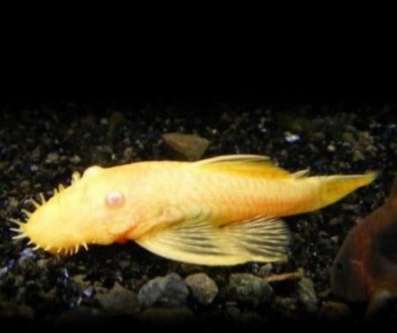 Ancistrus Albino (S) - Koidreams Valburg, Vis, Zoetwatervis