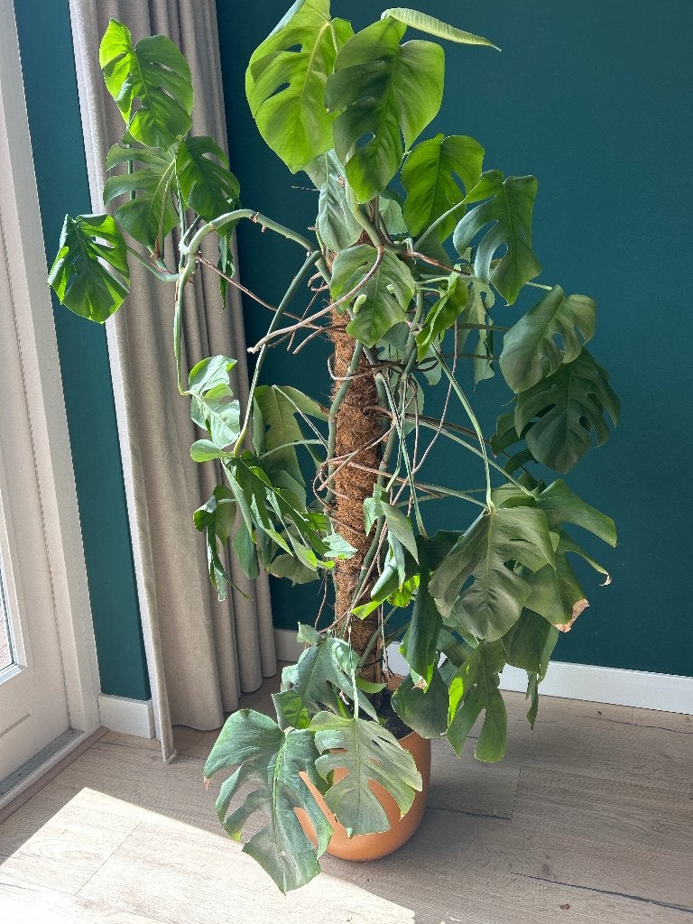 Grote monstera plant, Ophalen, 100 tot 150 cm, Overige soorten, Halfschaduw