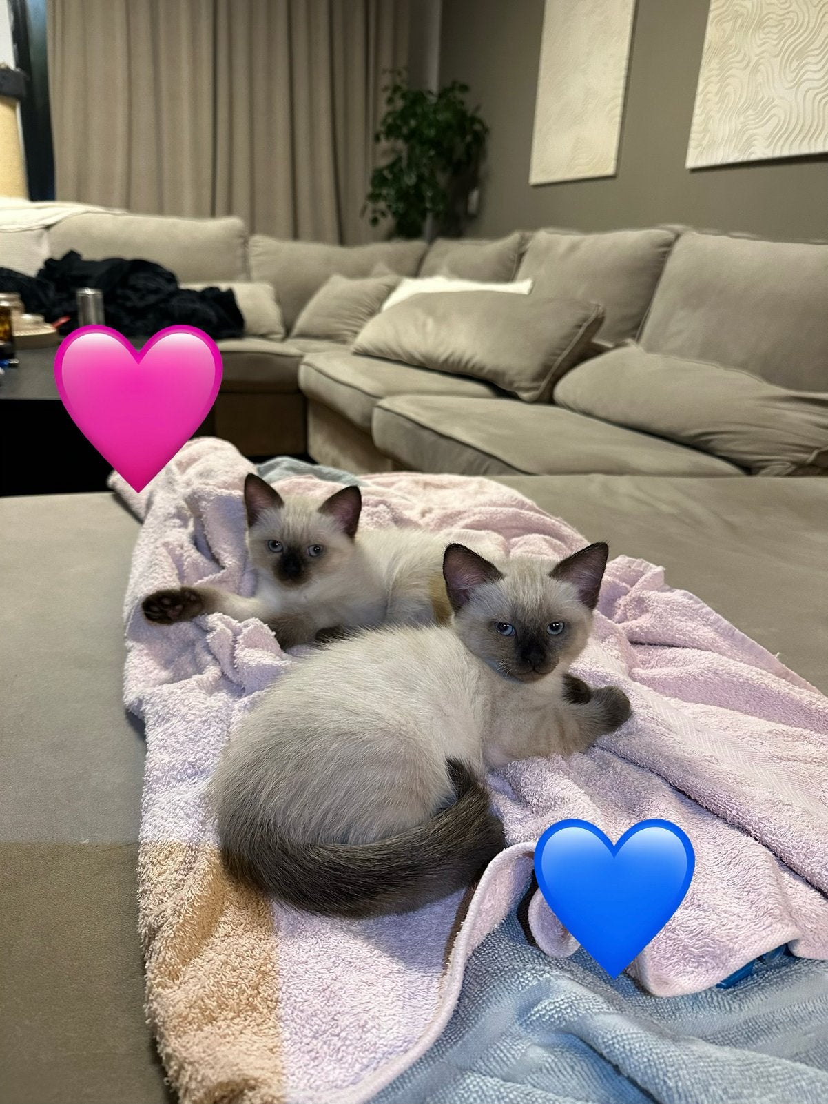 Ragdoll x Tonkanees kittens pointed, Meerdere dieren, Gechipt, 0 tot 2 jaar