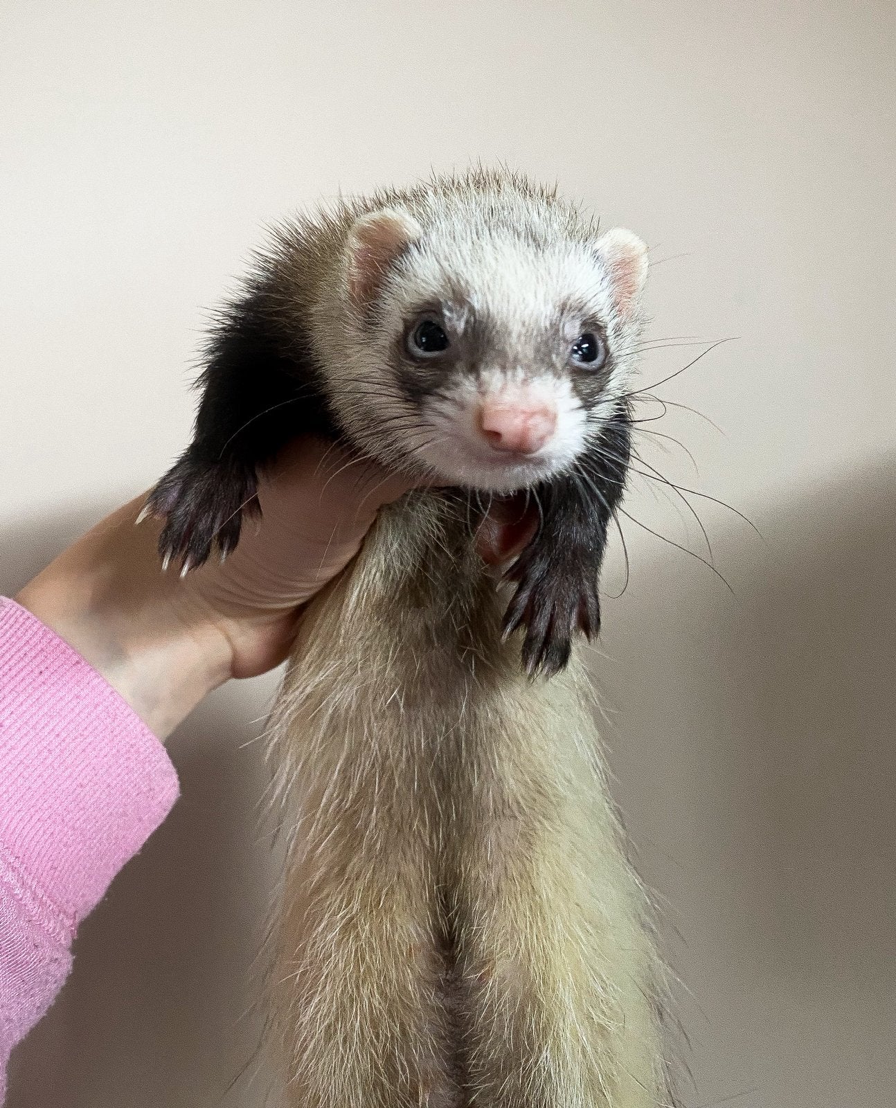 Heel lief fretje, fret, fretten, moer, Dieren en Toebehoren, Maart, Vrouwelijk