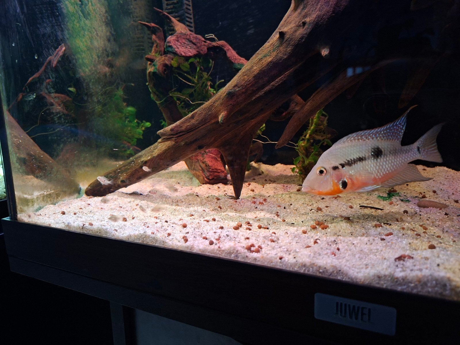 vuurkeelcichlide met jongen en compleet aquarium, Vis