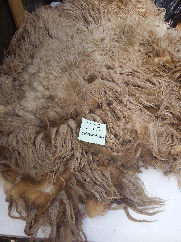 nr 143 Geschoren vacht van een Bentheimer schaap, Ophalen of Verzenden, Gebruikt