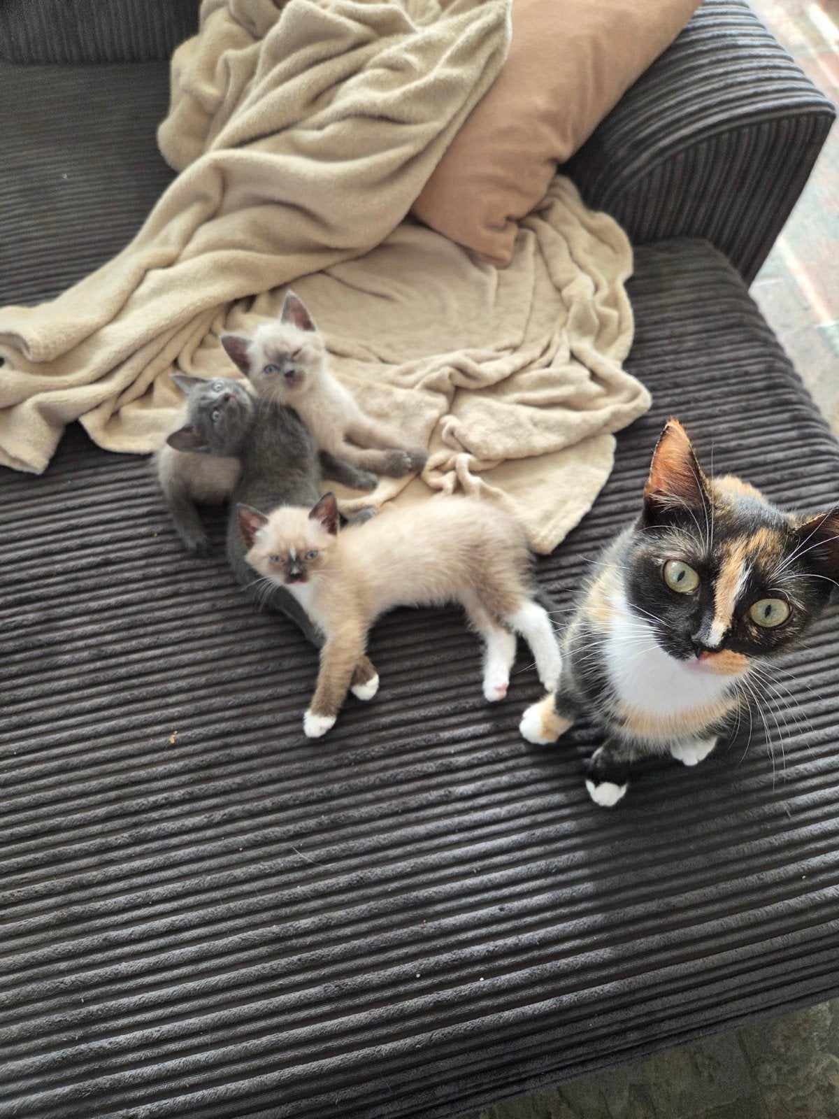 kittens, Meerdere dieren