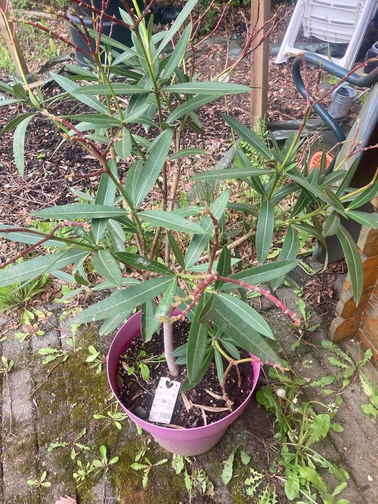 Oleander 150 cm, Ophalen, Overige soorten, Volle zon
