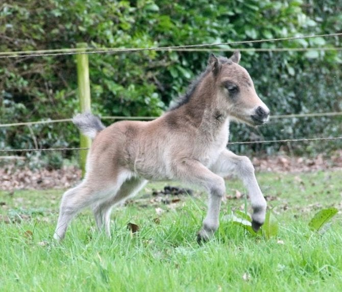 Browney ons charmante NMPRS mini hengstveulen met karakter, Dieren en Toebehoren, Pony's, Met stamboom, Niet van toepassing, 0 tot 2 jaar