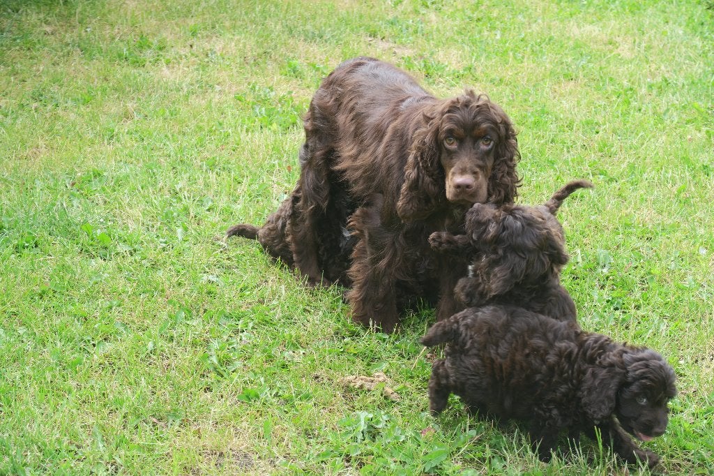 Choco Cockapoo pups ( Cocker Spaniel x Dwerg Poedel ), Poedel, Parvo, Nederland, 8 tot 15 weken