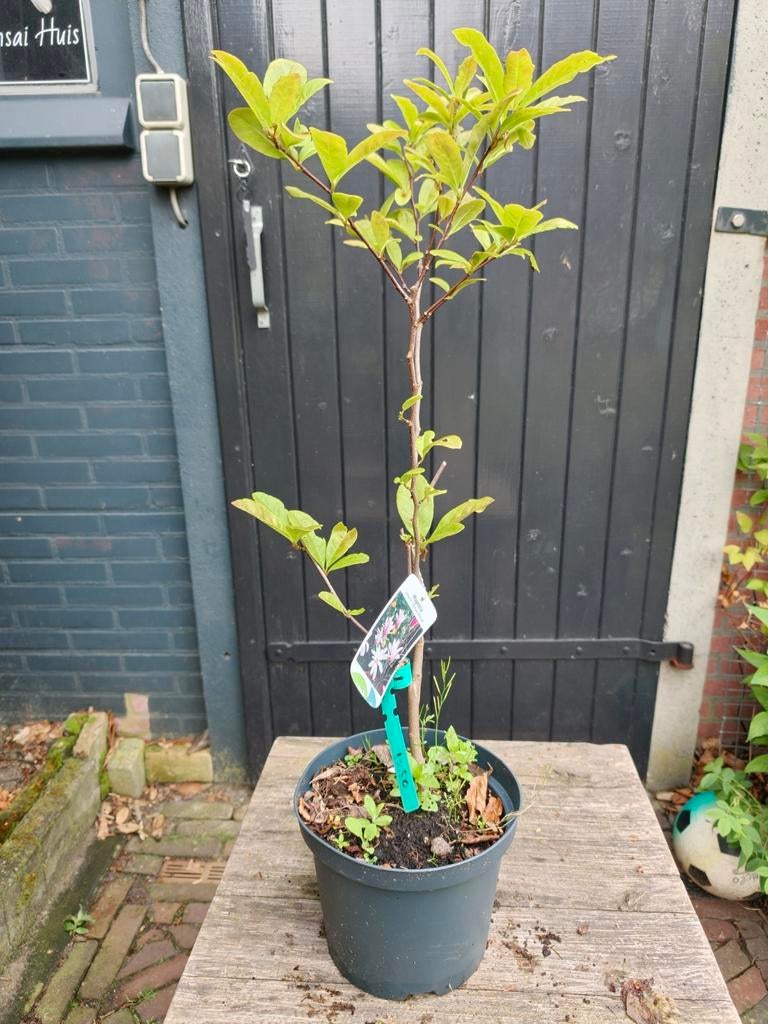 Magnolia Loenerni Leonard Messel, Tuin en Terras, Planten | Bomen, Overige soorten, Lente, Minder dan 100 cm, Ophalen