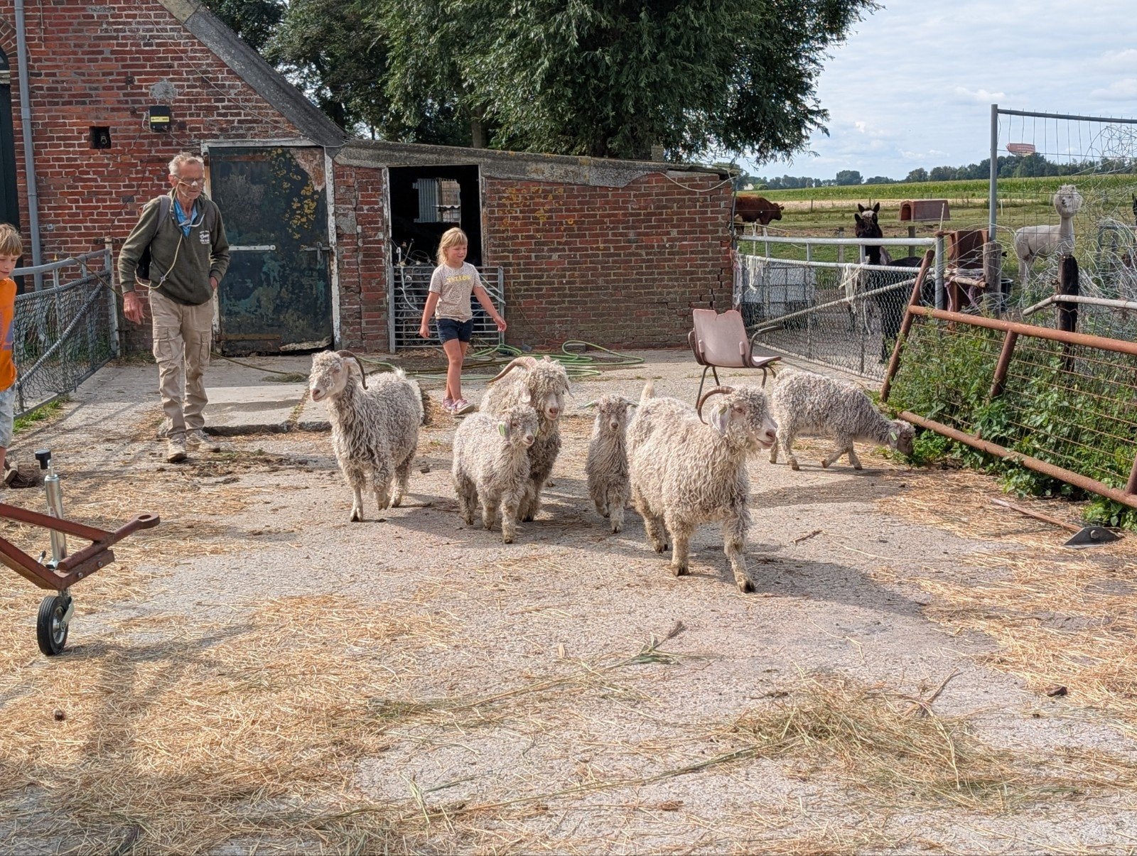 meerdere Angora geiten te koop, Meerdere dieren, Geit, 0 tot 2 jaar