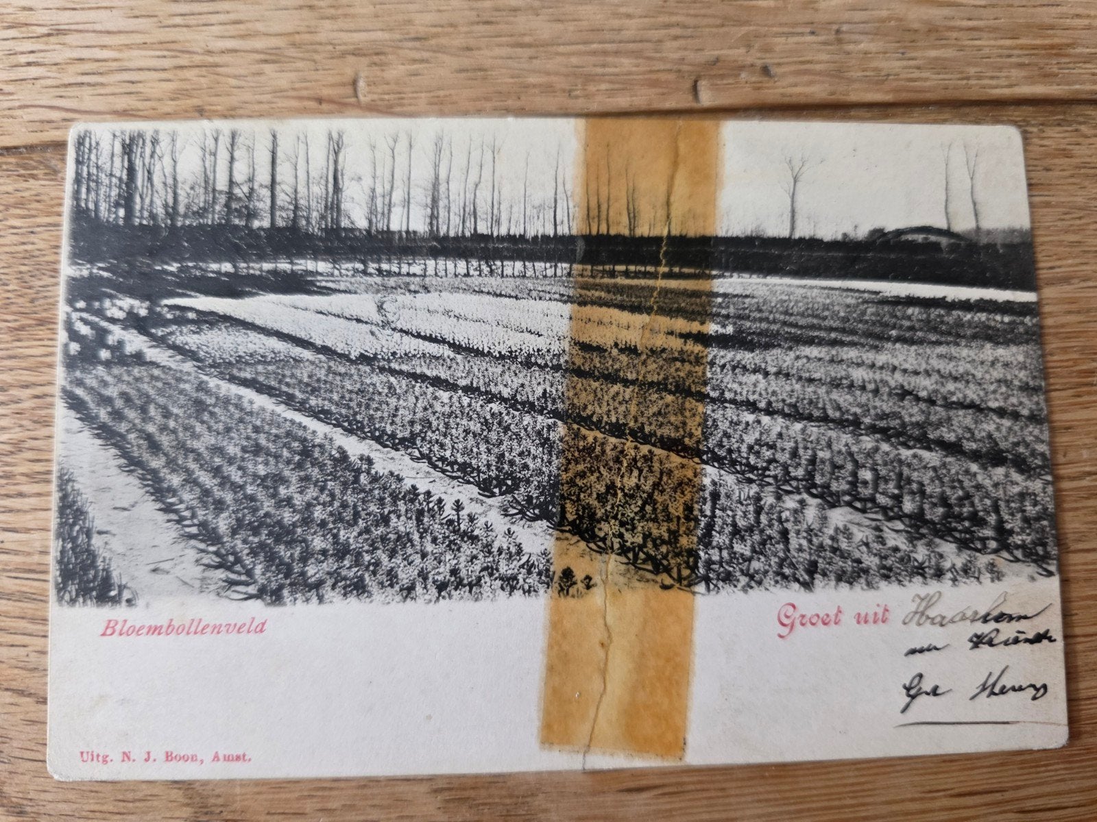 Bollenvelden Haarlem en omstreken, Ophalen of Verzenden