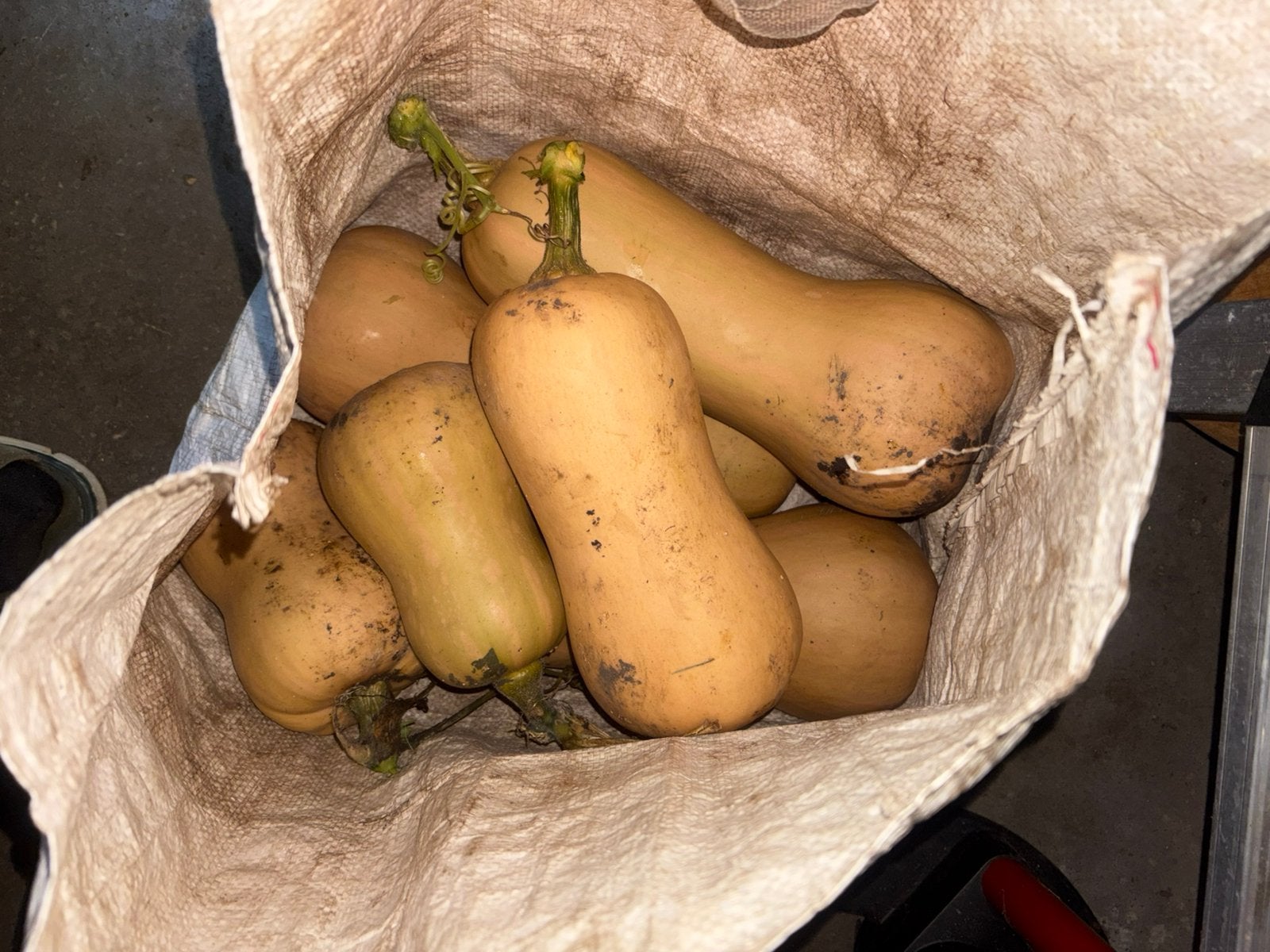 Flespompoen, Ophalen