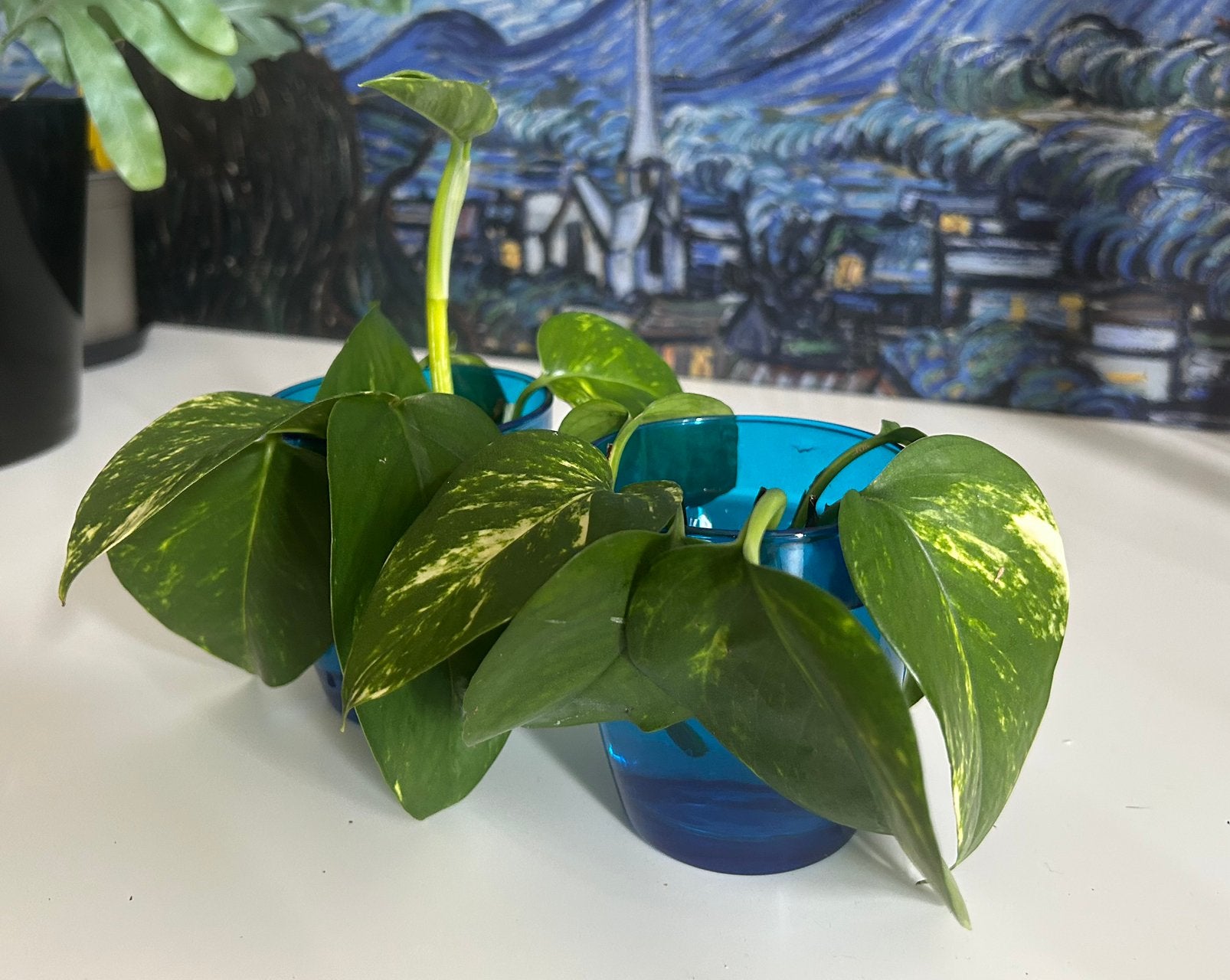 Epipremnum aureum - drakenklimop - stekken, Huis en Inrichting, Kamerplanten, Ophalen, Overige soorten, Halfschaduw, Minder dan 100 cm