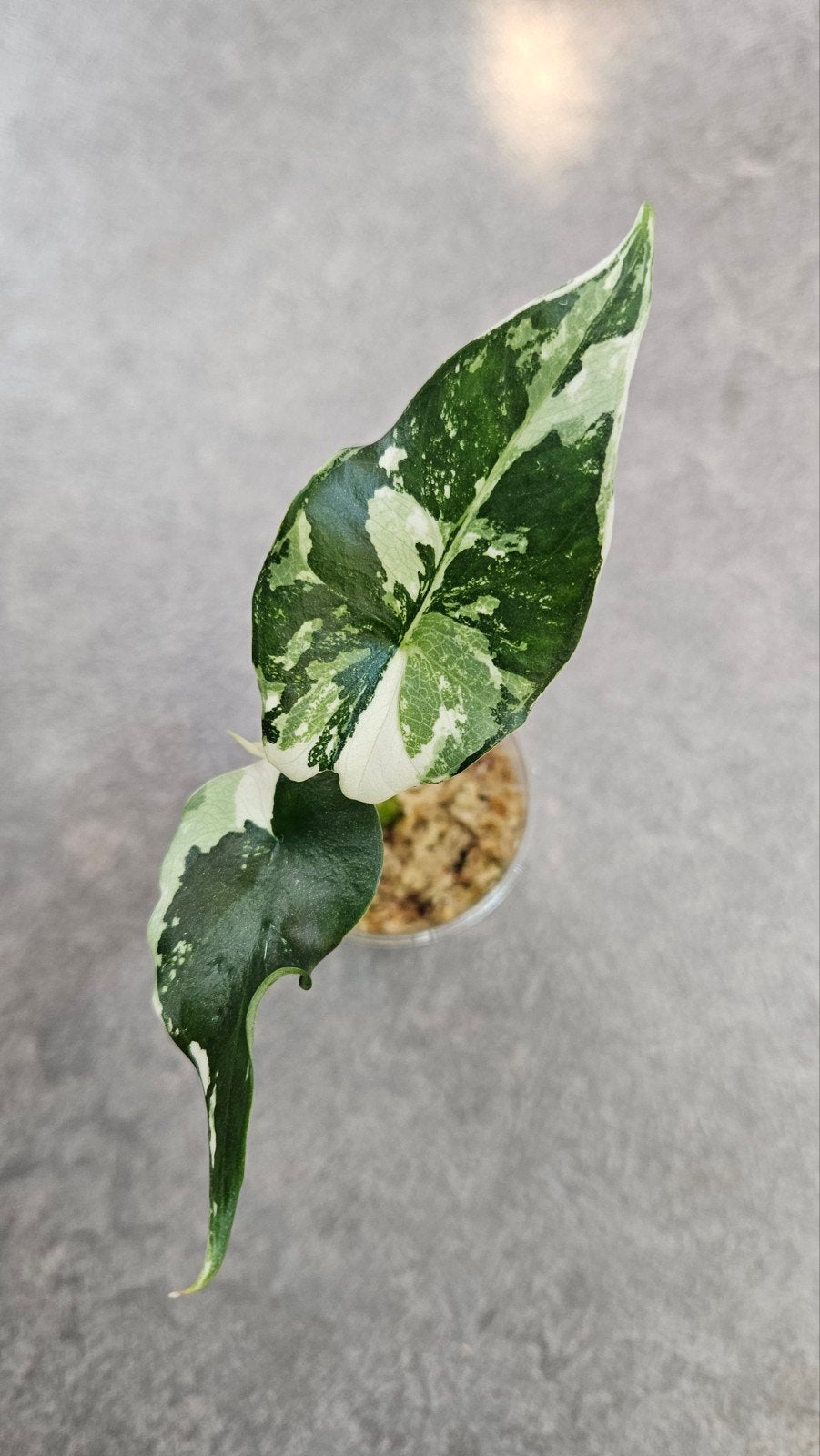 Alocasia Simpo Albo Variegata, Ophalen of Verzenden, Halfschaduw, Minder dan 100 cm