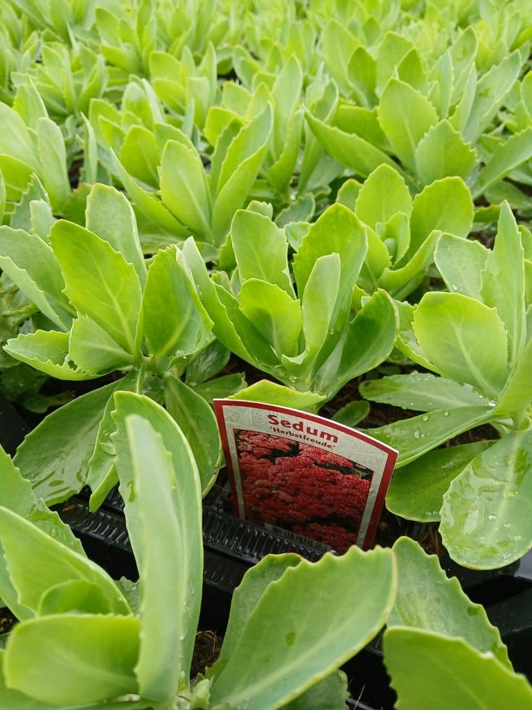 Sedum 'Herbstfreude' - Prachtige Vaste Plant vanaf €1.25, Ophalen of Verzenden, Overige soorten, Volle zon