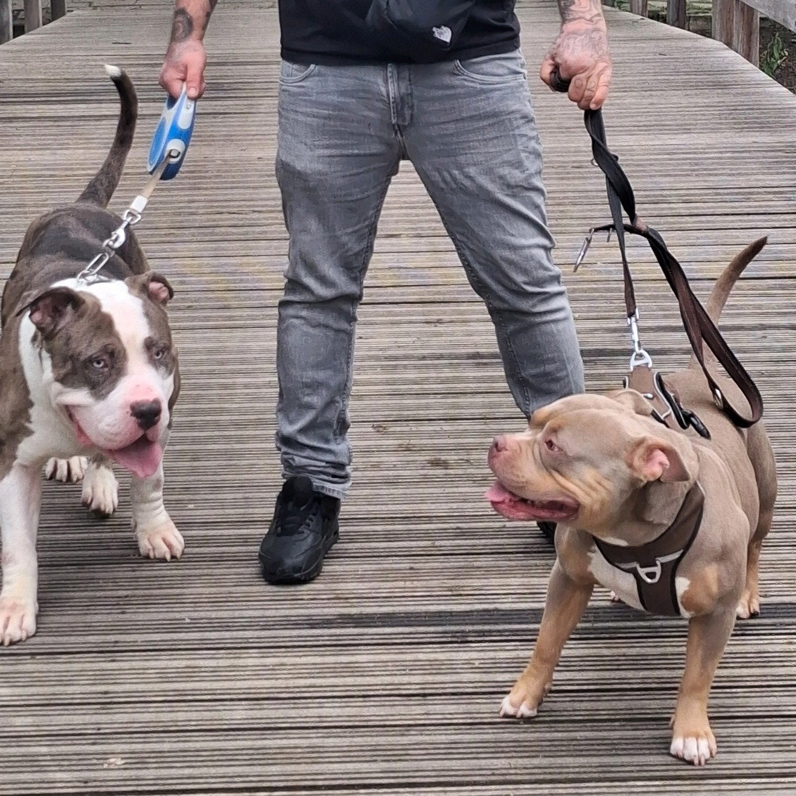 Bully merle reu met stamboom, Dieren en Toebehoren, Reu, Bulldog, Eén hond, 3 tot 5 jaar