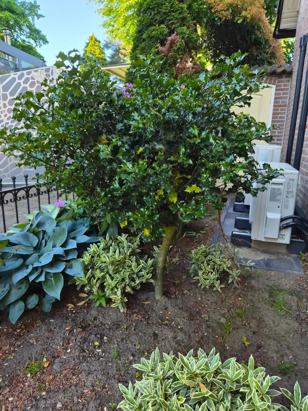 Hulst (Ilex aquifolium) - Wintergroene struik, Vaste plant, Bloeit niet, Halfschaduw, Ophalen
