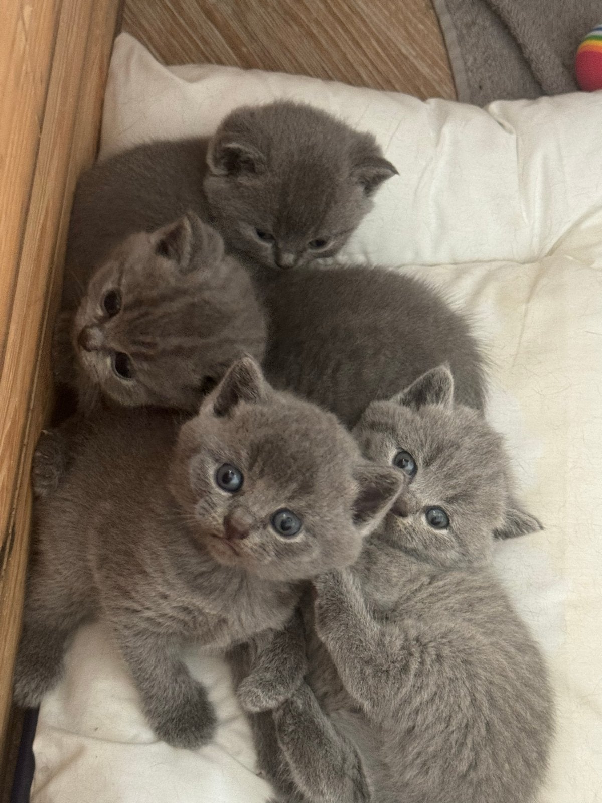 Brits Korthaar kittens – 1 kater, Dieren en Toebehoren, Katten en Kittens | Raskatten | Korthaar, Kater, Ingeënt, 0 tot 2 jaar