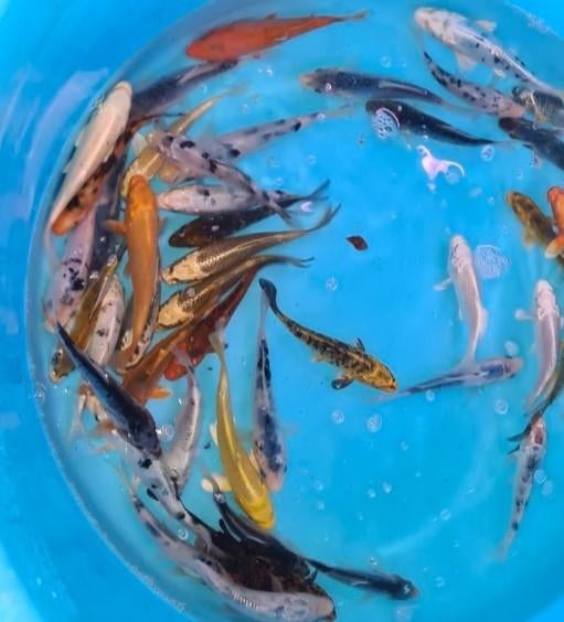 Koi 16–19 cm uit eigen kwekerij – Koidream Valburg, Karper of Koi