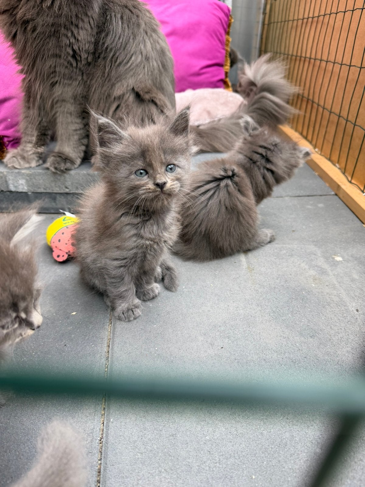 Maine Coon kittens blue, Meerdere dieren, Gechipt, 0 tot 2 jaar