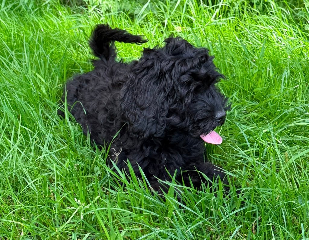 Exclusieve Amerikaanse Cockapoo pups, Parvo, Overige rassen, 8 tot 15 weken, Meerdere
