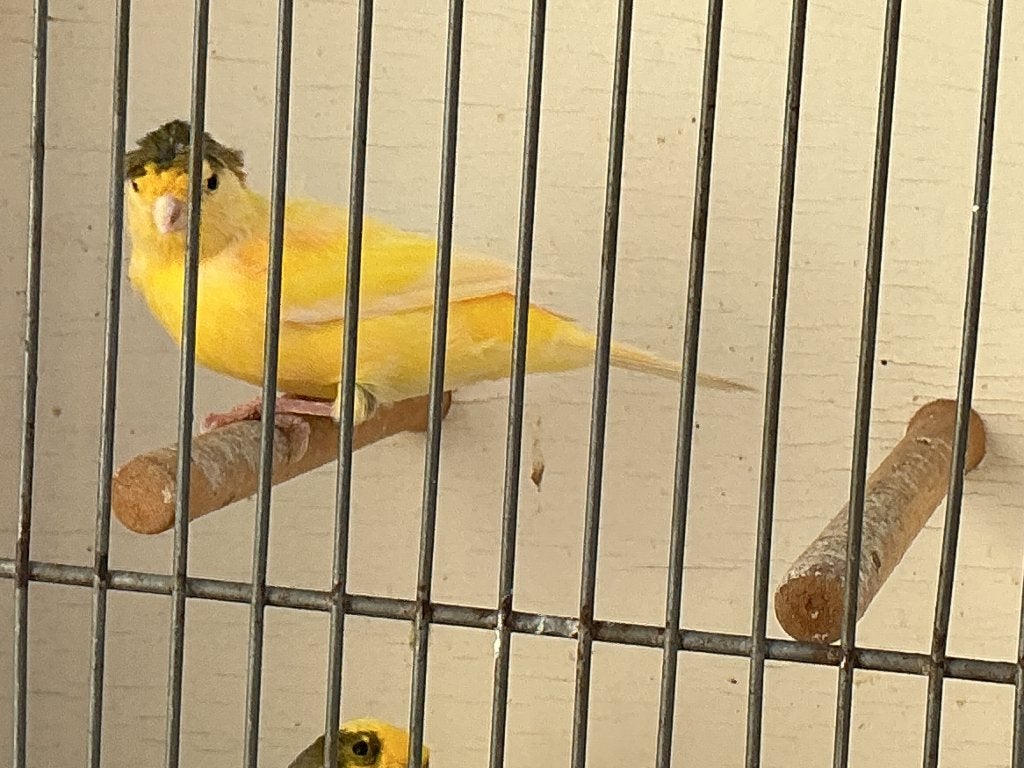 kanarie (mankanaries), Mannelijk, Tropenvogel