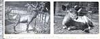 Artis 1916; can. Wapiti en een sambur uit voor-indië, Verzenden, Voor 1940, Gebruikt, Dier