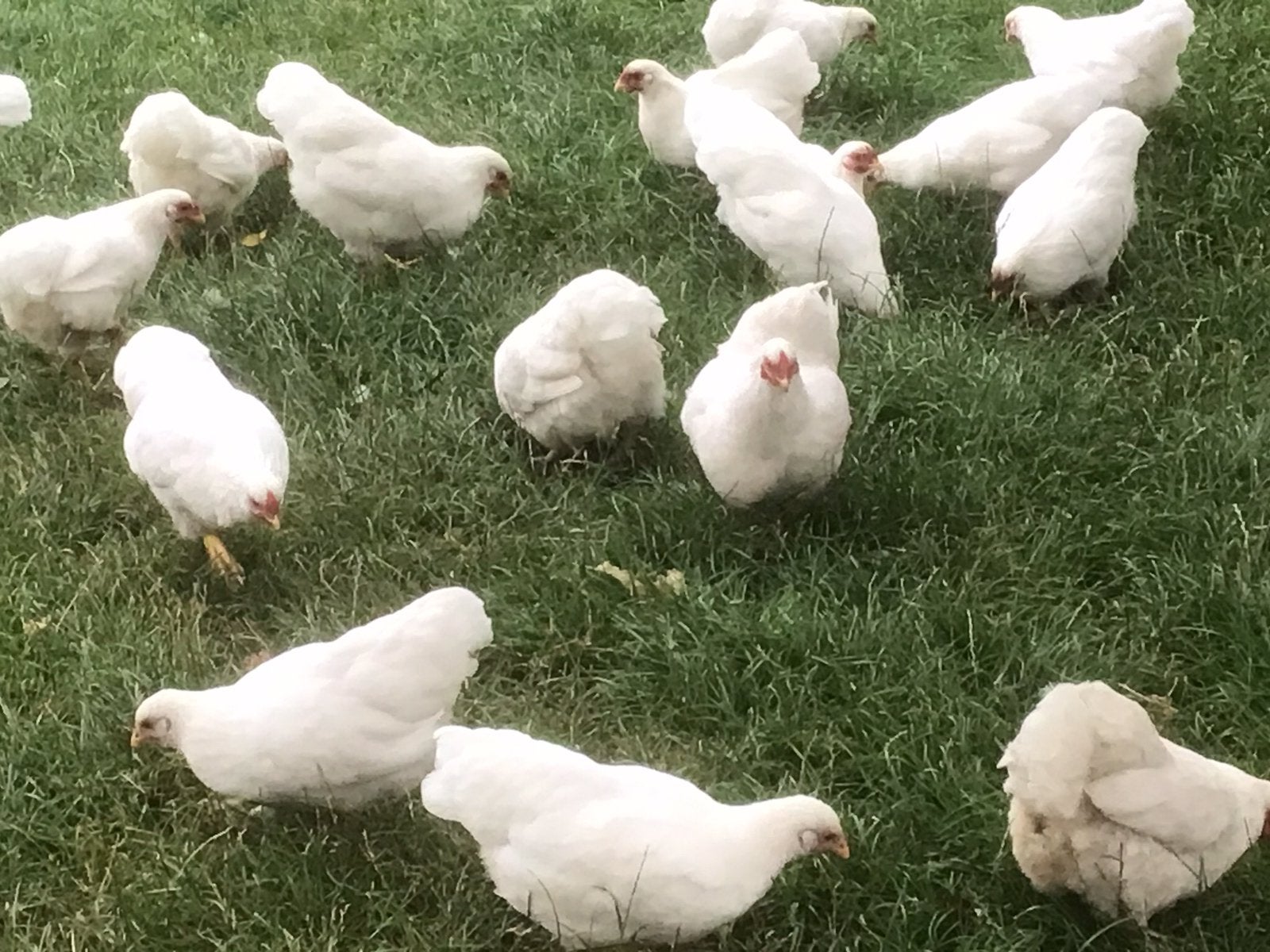 Jonge wyandotte kriel kippen, Meerdere dieren, Kip