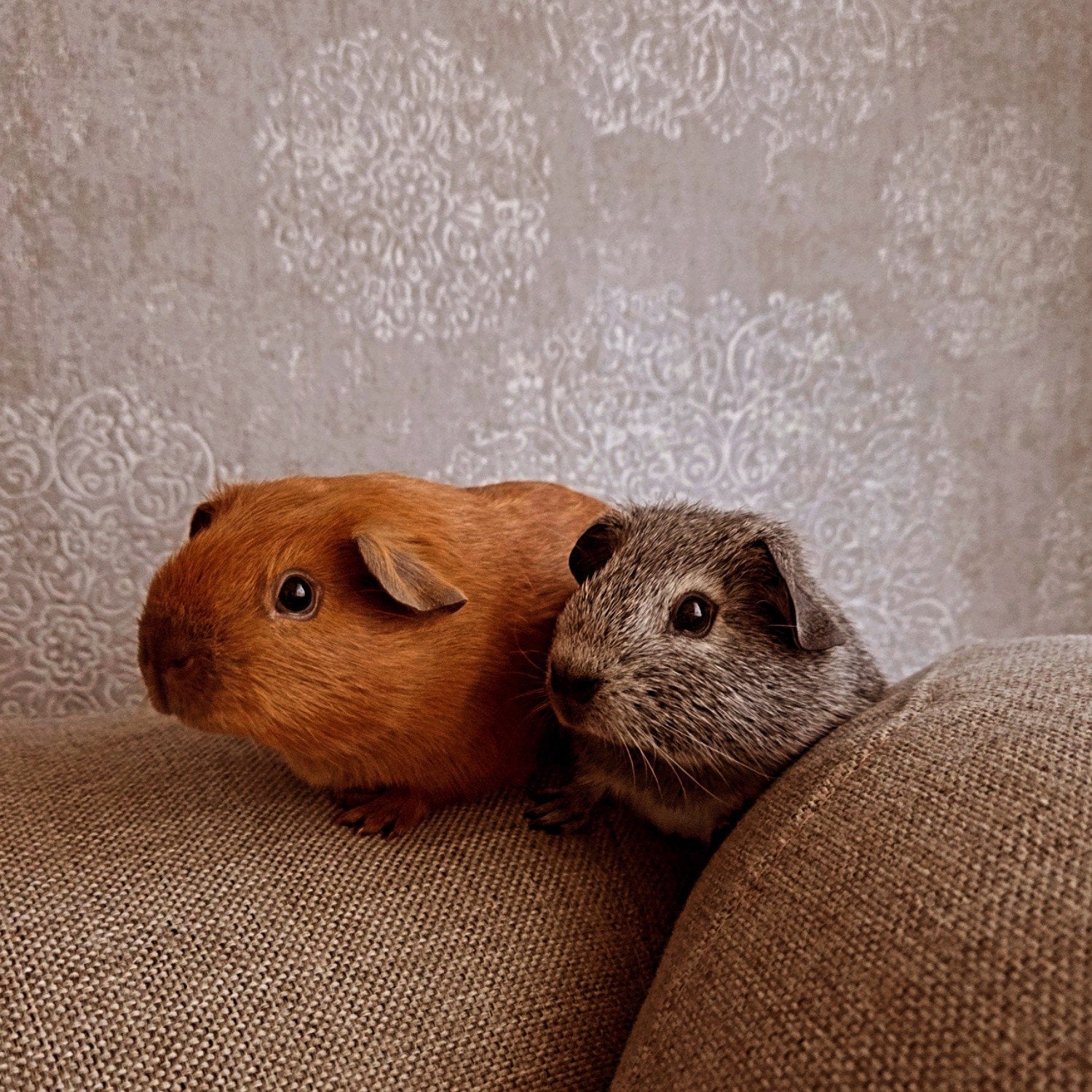 cavia beren zoeken een nieuw thuis, Oktober, Mannelijk, Cavia