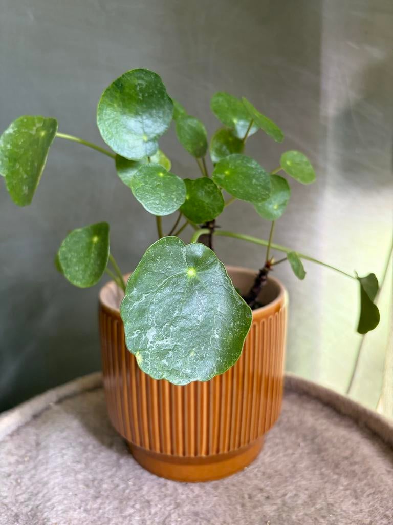 Pannenkoekenplant stekjes – Pilea Peperomioides ‘Sugar’, Overige soorten, Vaste plant, Ophalen of Verzenden, Bloeit niet