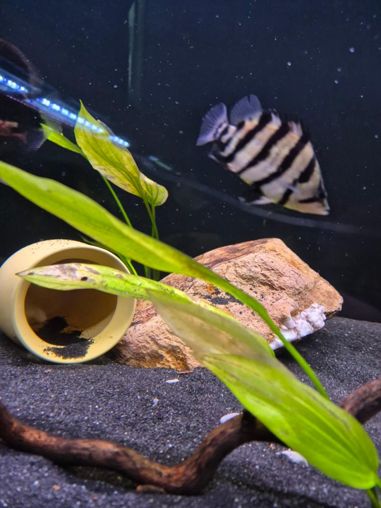 jonge datnioides polata (tijgerbaars), Dieren en Toebehoren, Vissen | Aquariumvissen, Vis