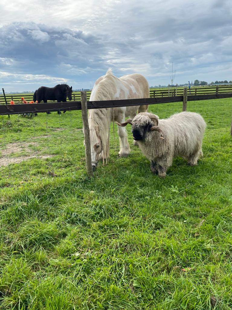 Stamboekram Walliser Schwarznase, topdier!, Mannelijk, Schaap, 3 tot 5 jaar