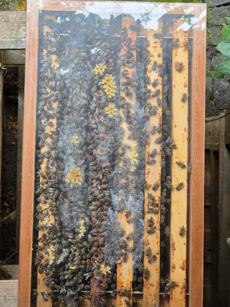 Bijenvolk in 6 raams kast, Dieren en Toebehoren, Insecten en Spinnen, Bijen