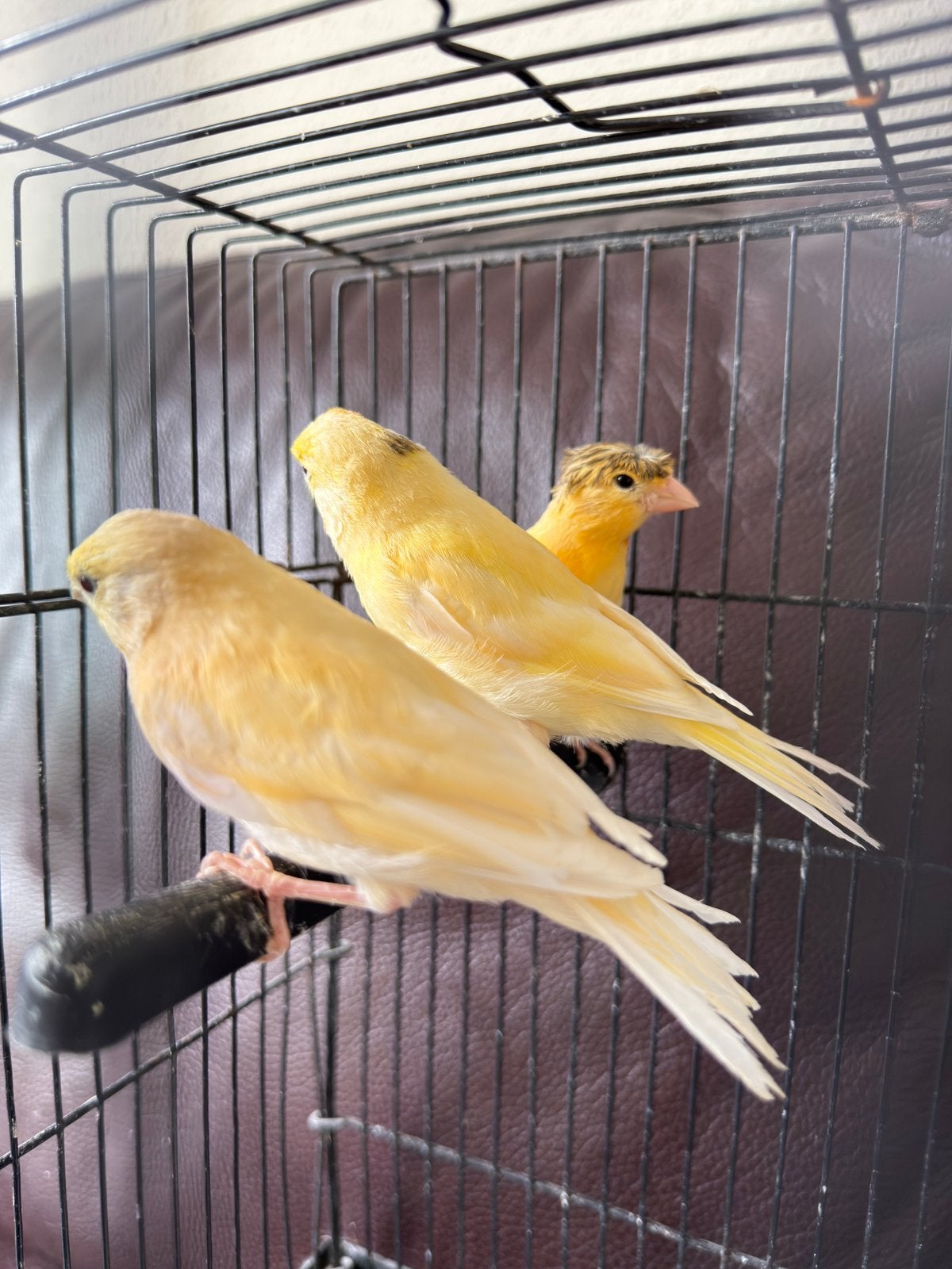 Kanaries te koop, Dieren en Toebehoren, Vogels | Kanaries, Geslacht onbekend, Kleurkanarie