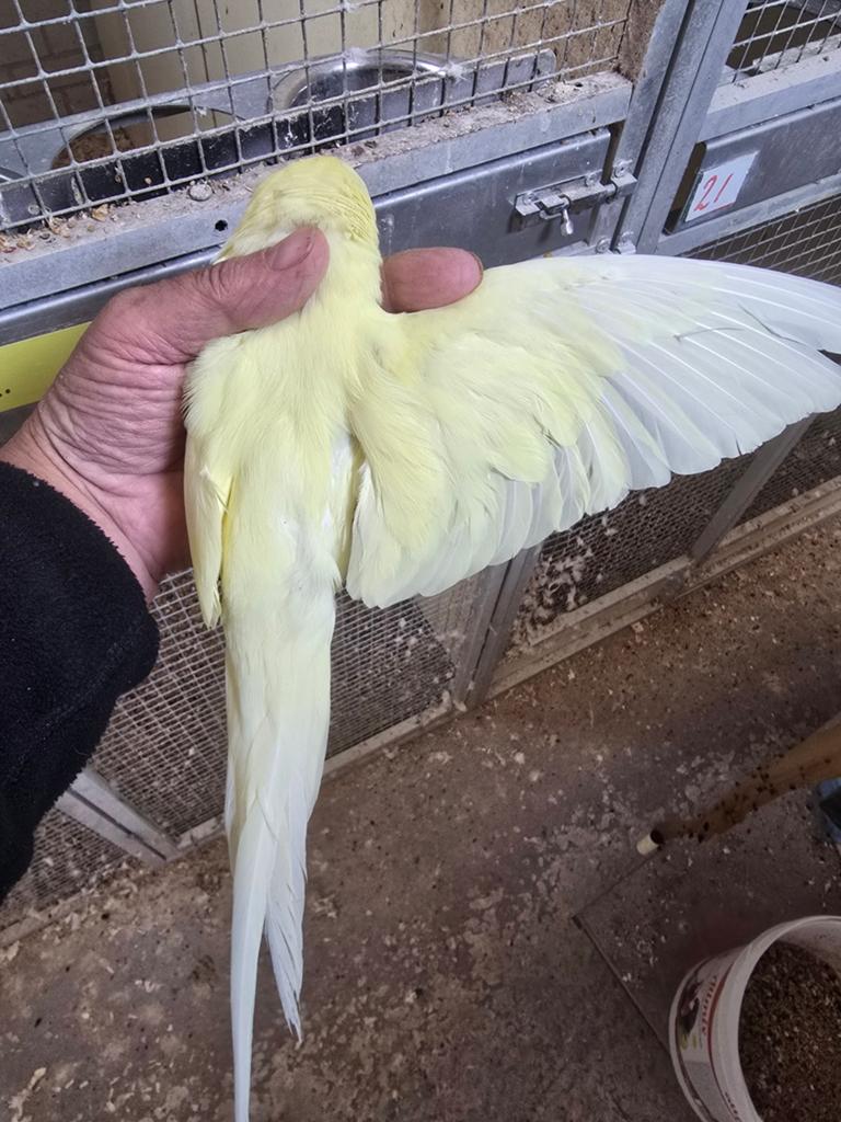 Voor taxidermie, om op te zetten, Ophalen, Vogel, Opgezet dier
