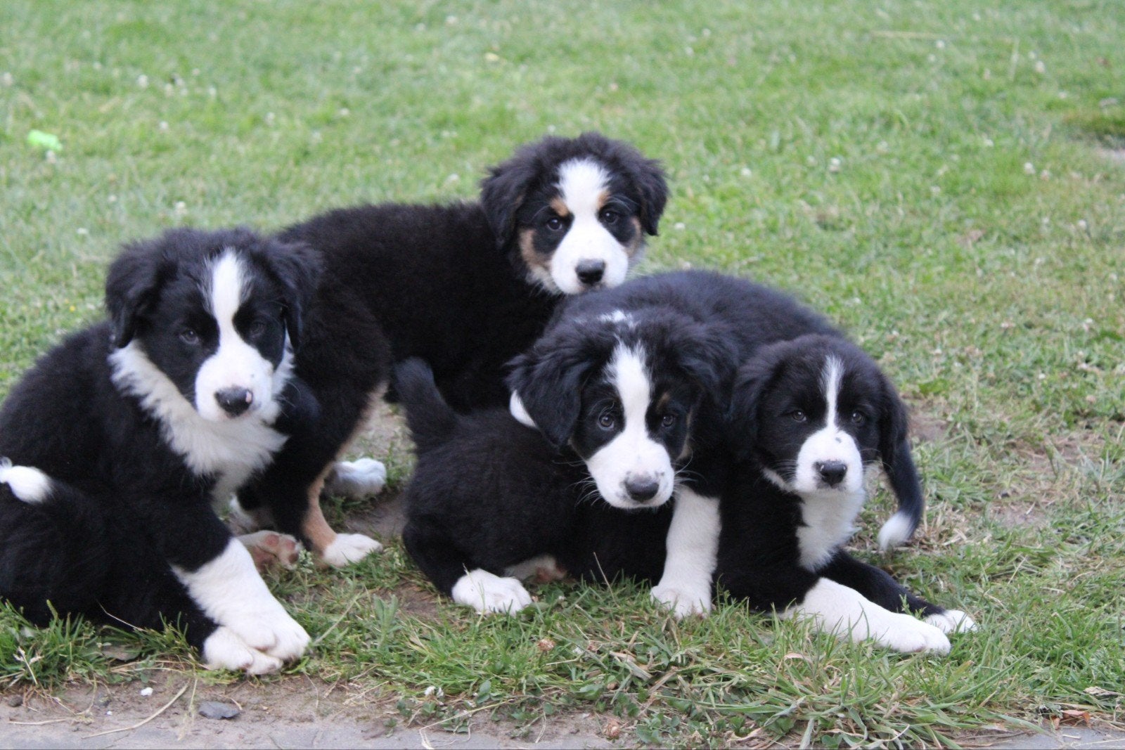 5 Mooie border collie x berner sennen pups, Dieren en Toebehoren, Honden | Beagles, Bassets en Lopende honden, Overige rassen