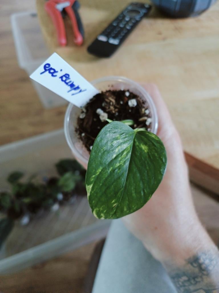 Epipremnum Bumpy, Overige soorten, Vaste plant, Ophalen of Verzenden, Bloeit niet