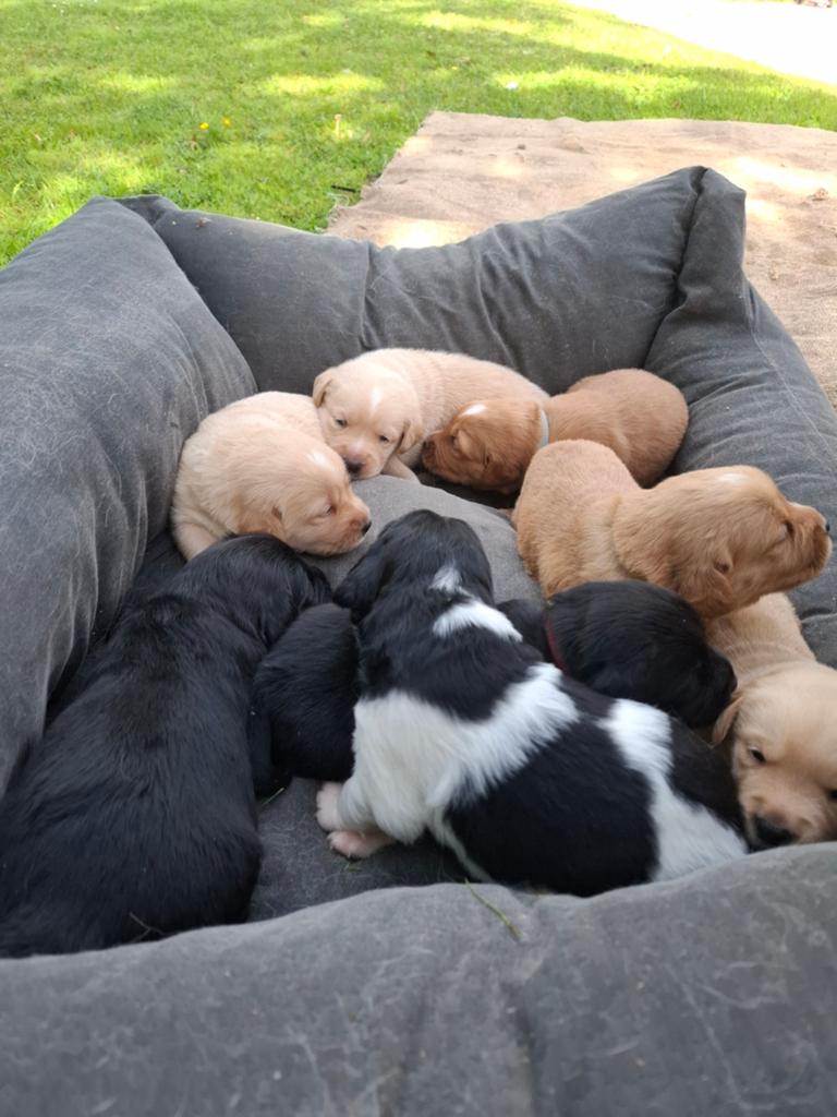 Schattige Labrador/Golden Retriever pups te koop, 8 tot 15 weken, Meerdere, Meerdere dieren, Middel