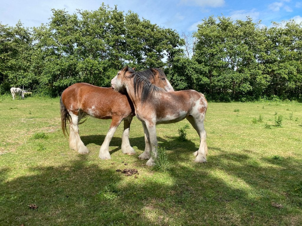 Te koop: 2 hele lieve Clydesdales (moeder & dochter), Merrie, Met stamboom, Zadelmak, 7 tot 10 jaar