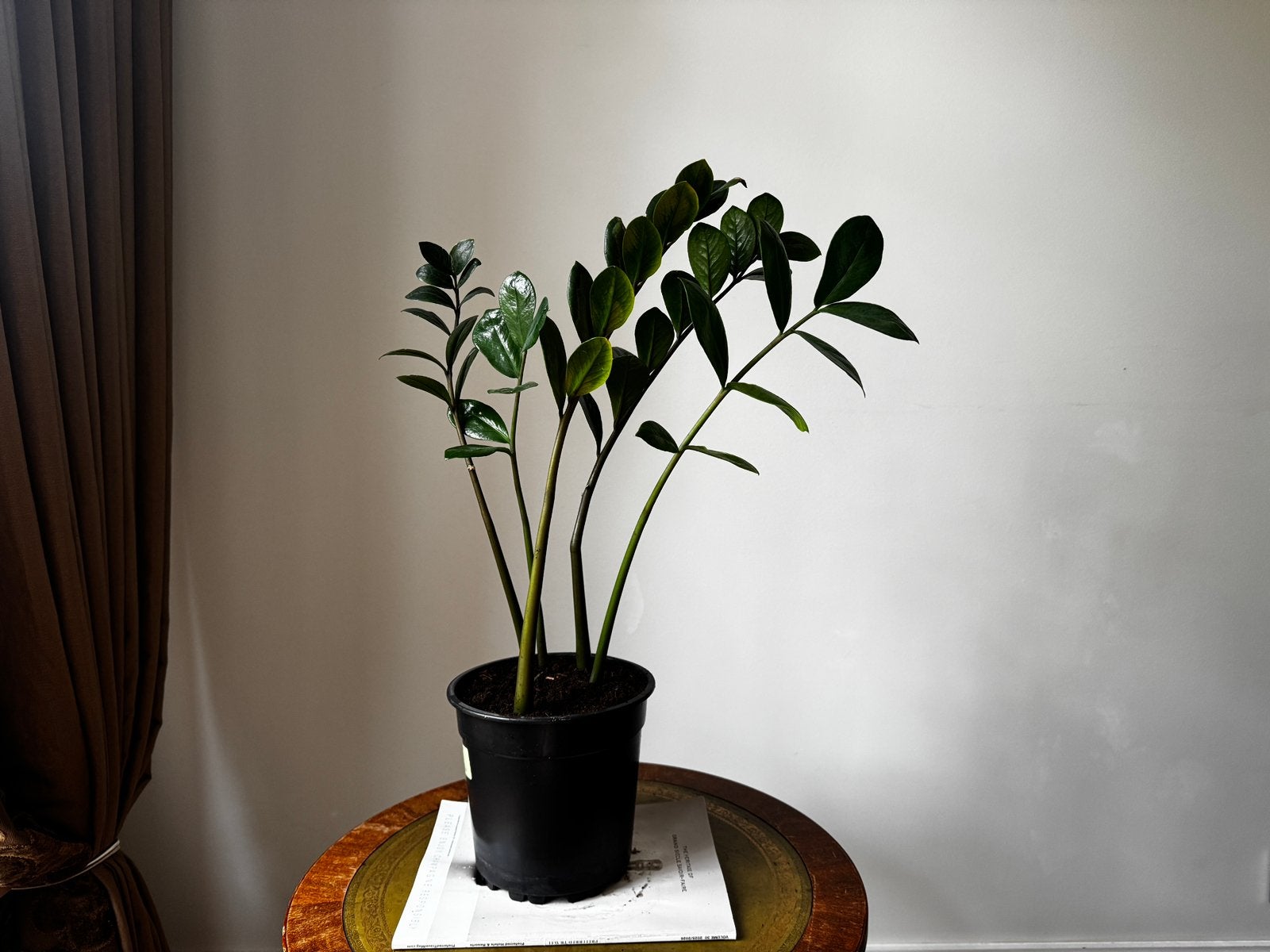 Zamioculcas zamiifolia (ZZ Plant), Huis en Inrichting, Kamerplanten, Ophalen, Halfschaduw, In pot, Minder dan 100 cm