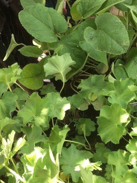 Vaste-planten, Vinca, Echinacea, Geranium etc, Ophalen, Bodembedekkers, Volle zon, Vaste plant