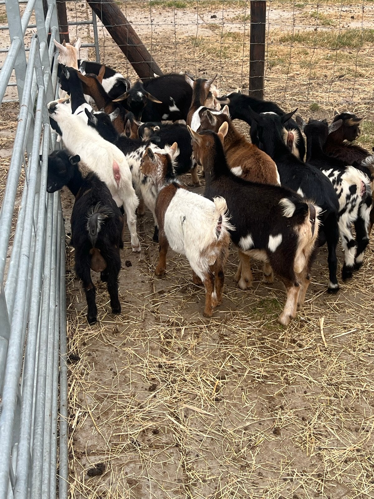 Mooi dwergbokken, Mannelijk, Schaap