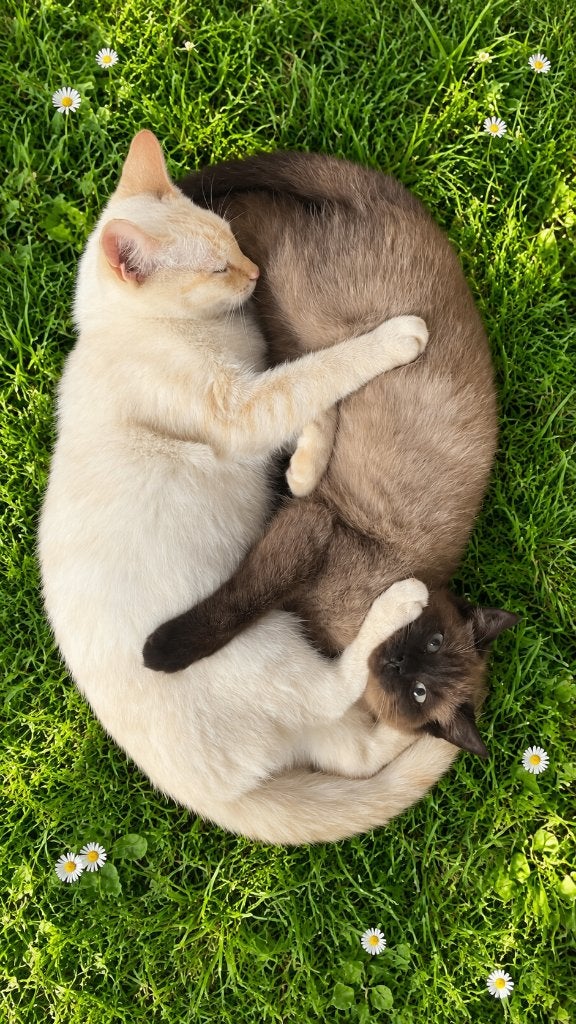 Mooie Red/Flame Point Siamese kater, Kater, Ontwormd
